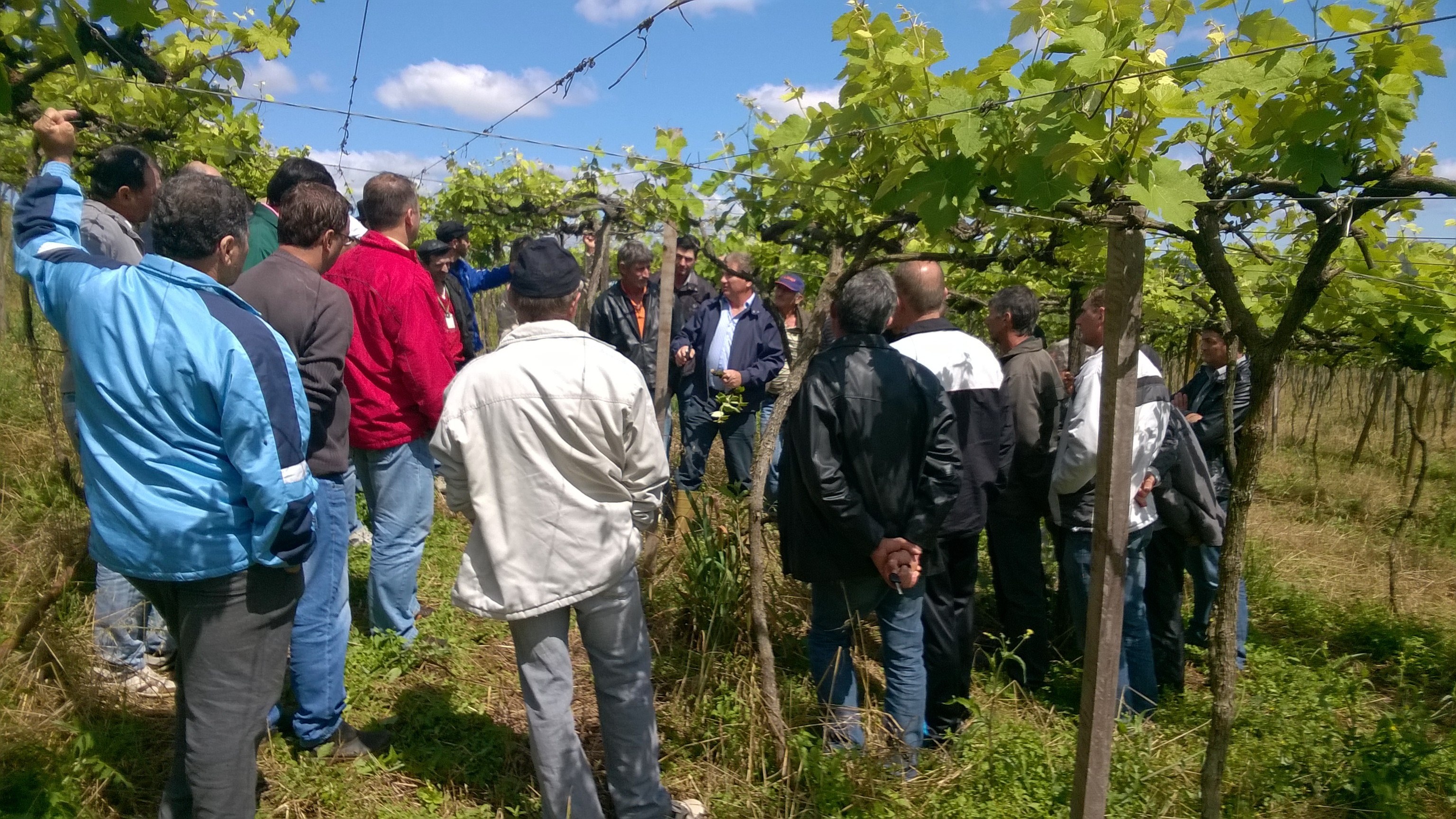 Produtores de uva participam de capacitação em Iraceminha