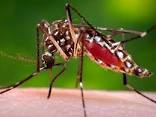 Dia D de combate a dengue é programado
